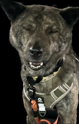 Meesh the Jindo, laughing — click for fun facts
