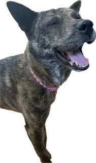 Meeshka is hyped — it's got a date!